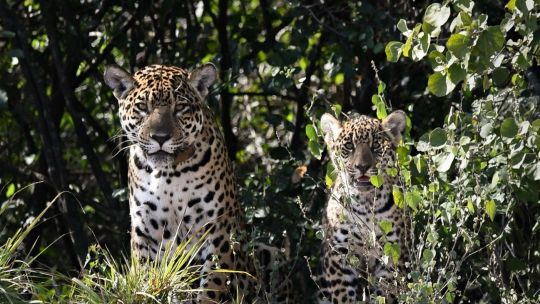 Nació el primer yaguareté silvestre en El Impenetrable chaqueño luego de 35 años sin que se registrara un nacimiento en estado natural