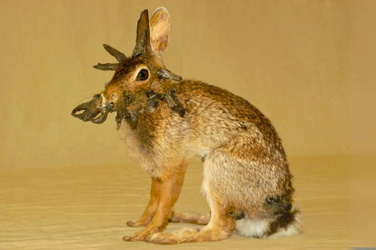 Cuáles son las probabilidades de que los conejos con tentáculos se recuperen