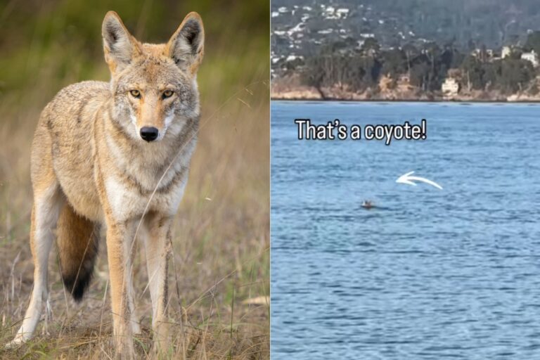 Creyeron que era una foca, pero la increíble verdad sorprendió a todos en San Francisco: había un coyote nadando