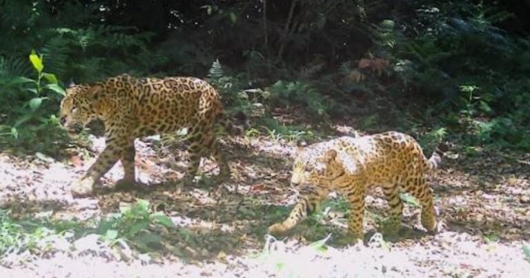 Misterio en Misiones: la Justicia investiga la desaparición de dos crías de yaguareté que habían sido liberadas en una reserva natural